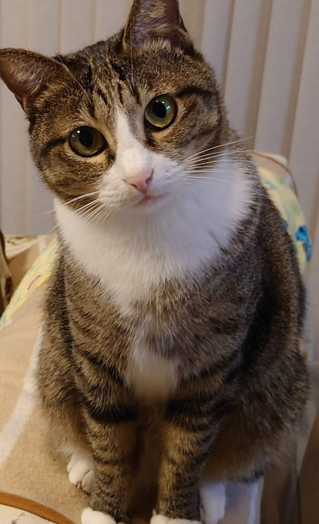 ナナちゃんの写真