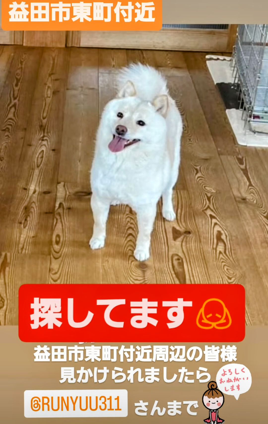 小麦ちゃんの写真